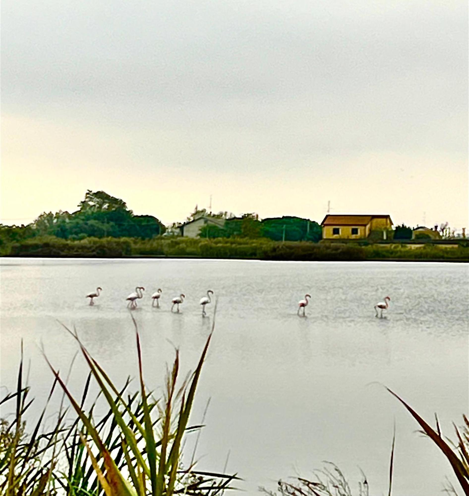 Pink Flamingo Accomodation Комаккьо Экстерьер фото